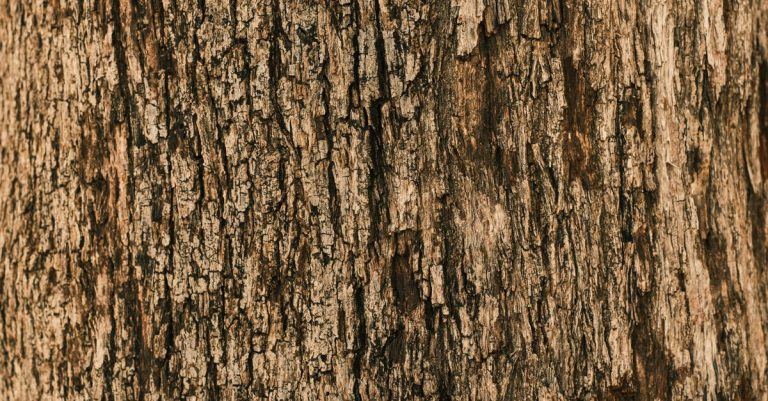 Wood Stuck : Une nouvelle peau pour votre Iphone