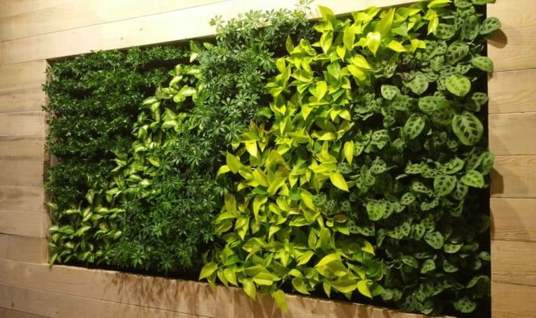Conseils déco : le mur végétal extérieur
