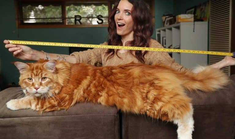 Le plus grand chat au monde, une star sur Instagram