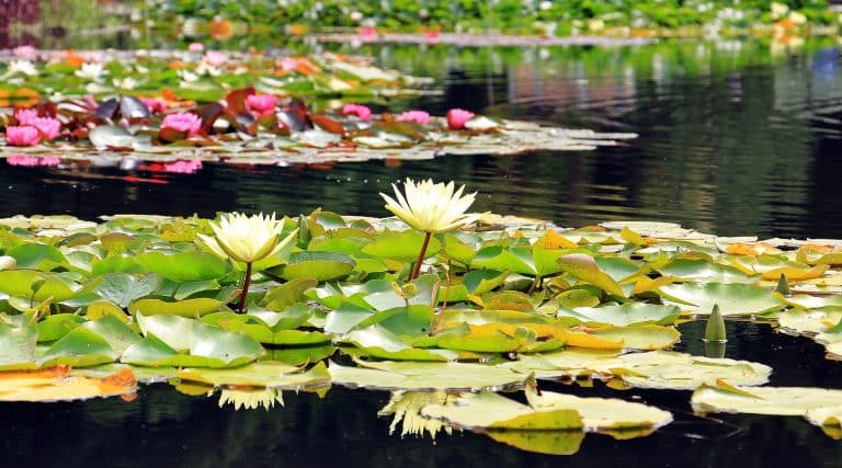 Comment créer et entretenir un jardin aquatique ?