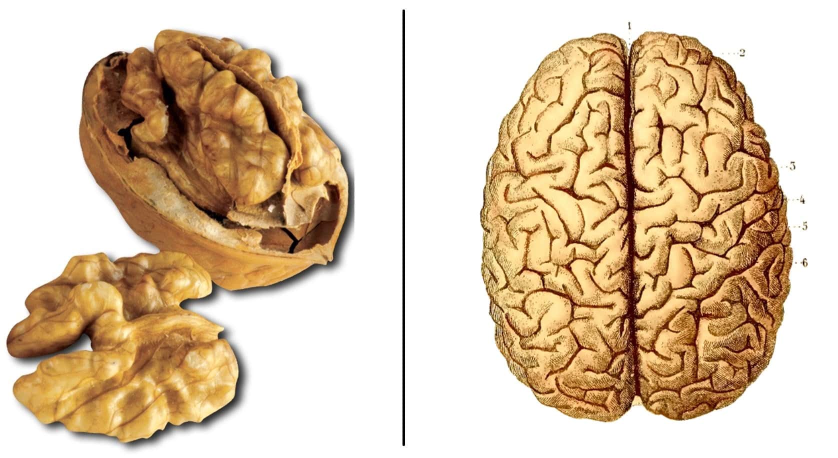 Les aliments