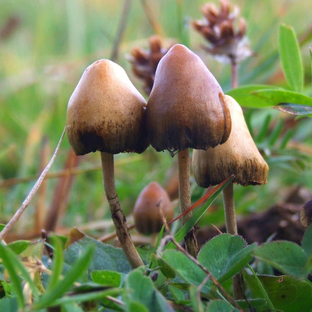 Les champignons hallucinogènes seraient efficaces contre la dépression