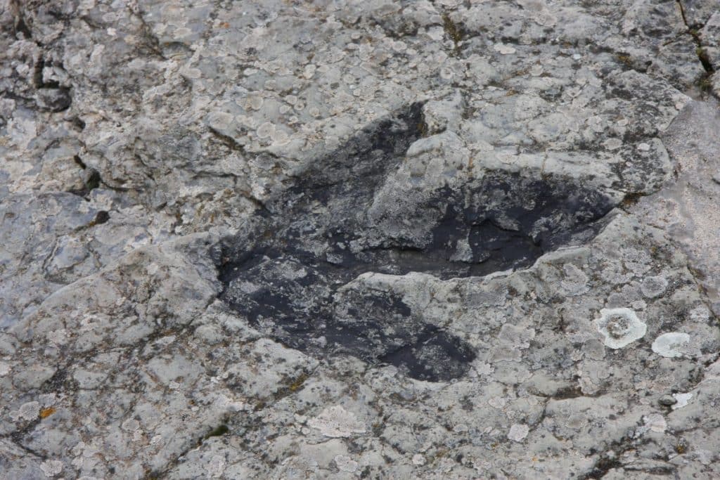 Des empreintes de dinosaures découvertes en Écosse