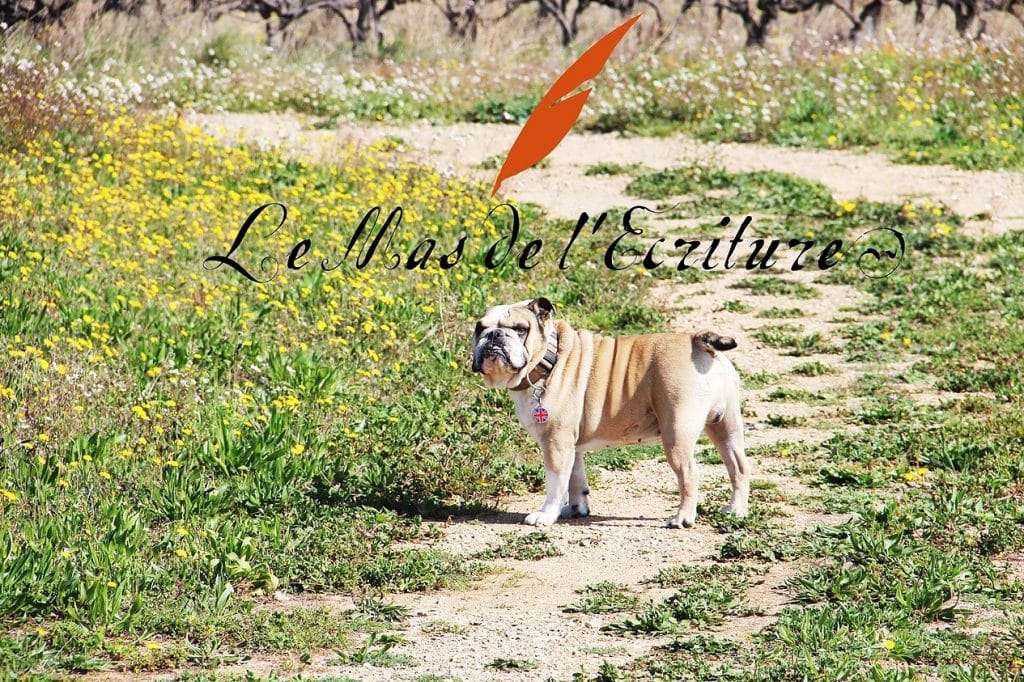 Le Mas de l’Écriture : un vin qui inspire