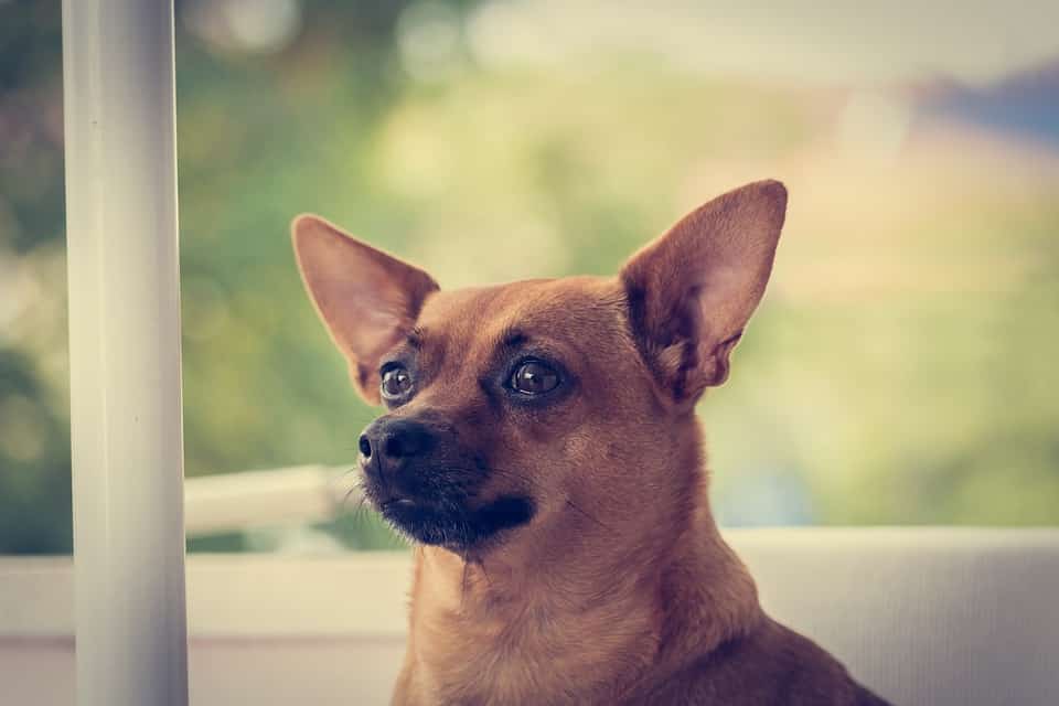 Top 4 des raisons d’avoir un chien !
