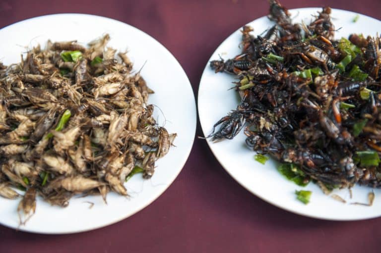Dégustation insolite : un restaurant invente des plats à partir de cigales pour un événement phénoménal
